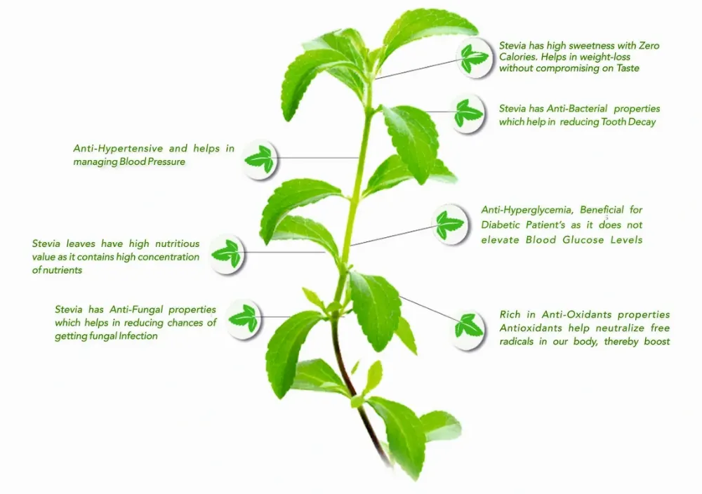 Stevia, Definition, Sweeteners, Health, & Benefits